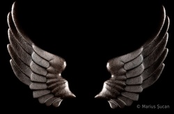 rose-angel wings