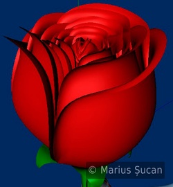 the rose first version 7