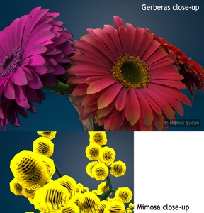 Flowers: blossoms close-ups