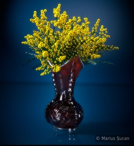 Flowers: mimozas final render