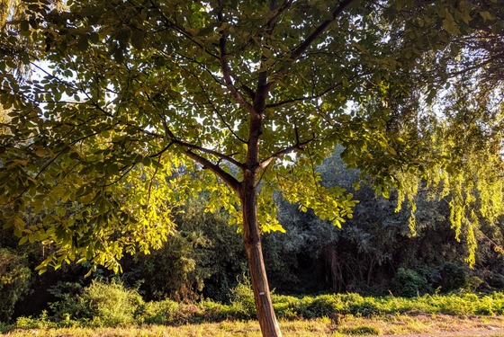 Sunlight and trees